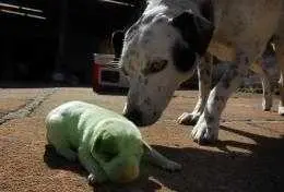 Cachorrinho verde e a cadela Mimosa. (Foto: Rodrigo Rodrigues/Diário de Canoas)