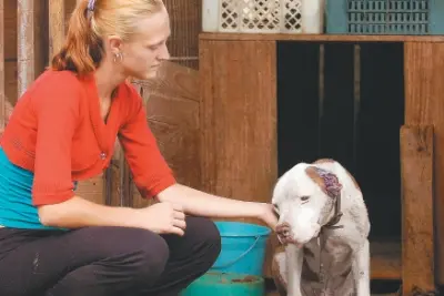 Voluntária Sônia Hasse acaricia o pit bull que recebeu tratamento em uma clínica antes de ser levado para abrigo. (Foto: A Notícia)