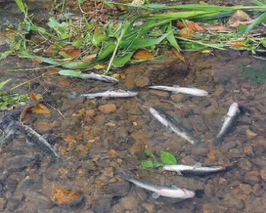 Peixes apareceram mortos, no começo do mês, em ponto em frente à fábrica na área rural. (Foto: A Notícia)