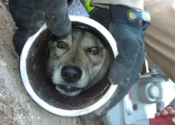 Cão prendeu a cabeça em tubo de ferro. (Foto: Divulgação/Boulder County)