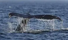 A baleia-de-bossa será uma das espécies estudadas (Foto: Mathieu Belanger/Reuters)
