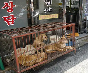 Cães esperam pelo abate em um supermercado em Seul, na Coréia do Sul. (Foto: Anja Johnson/Pet Mag)