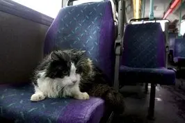 Casper sentava no mesmo banco dentro do ônibus Número 3. (Foto: Reprodução/Daily Mail)