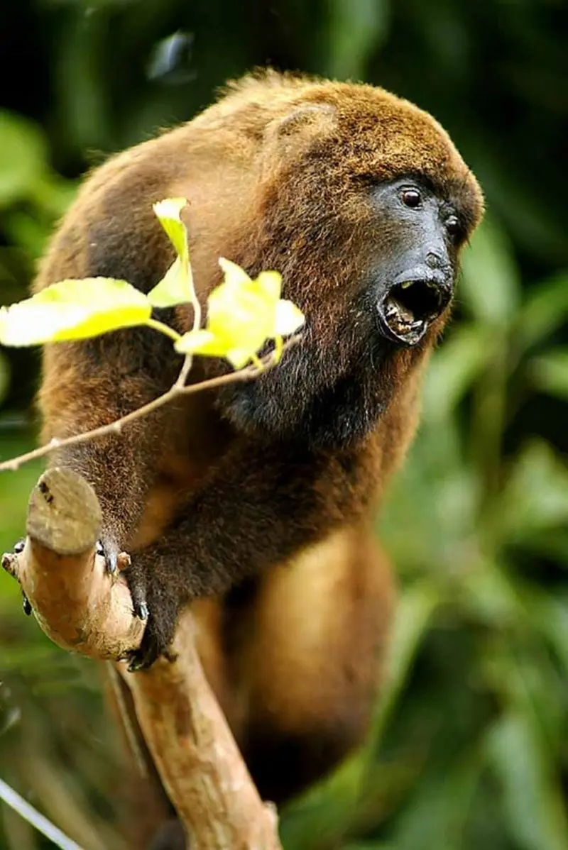 Macaco Bugio Foto: sem crédito