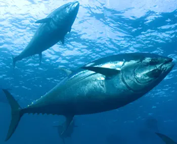 Atum-rabilho está ameaçado de extinção. (Imagem: OceanicLove.com)