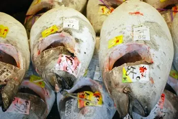 Mercado de atum. (Foto: Kim McCoy/Sea Shepherd)