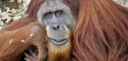 Imagem de um orangotango confinado em cativeiro (Foto: Reprodução/DN Ciência)