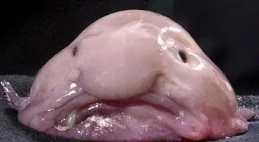 Tecidos do blobfish são gelatinosos, com densidade um pouco inferior à da água (Foto: Mail Online)