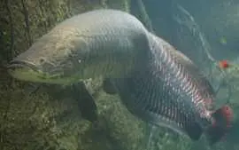 O pirarucu é um dos maiores peixes de água doce do mundo. (Foto: Creative Commons) 