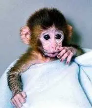 Macacos foram cozidos vivos no laboratório. (Foto: PETA/Business Pundit)