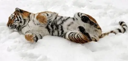Imagem de um tigre (Reprodução/DN Globo)