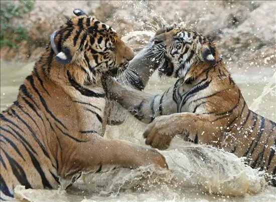 Para WWF, tigres estão perto de extinção e são apenas 3.200 no mundo. (Imagem: EPA)