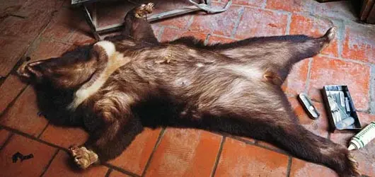 Em uma fazenda de criação no Vietnã, a bile é extraída de um urso-negro-asiático sedado. Milhares de ursos selvagens foram capturados para se obter a bile, usada como medicamento. (Foto: Mark Leong/Nathional Geographic)