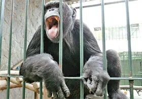 Jimmy, 27 anos, vive há 13 no Zoo de Niterói. (Foto: Eduardo Naddar/Agência O Dia)