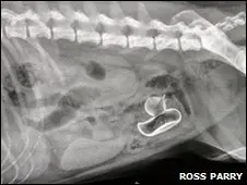 Imagem do raio X de Spike mostra o pato de borracha retirado com a cirurgia. (Foto: BBC Brasil)