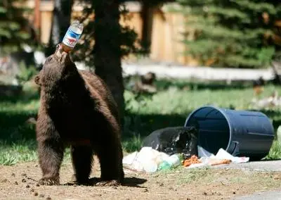 Humanos invadem o habitat dos ursos negros na Califórnia. (Imagem: Karen T. Borchers/Mercury News)