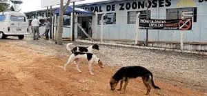 Prefeitura informa que vai iniciar castração química dos animais 