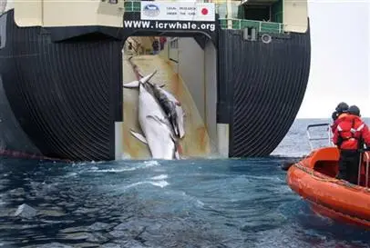 Baleias mortas por barco japonês em 2008. (Imagem: AP)