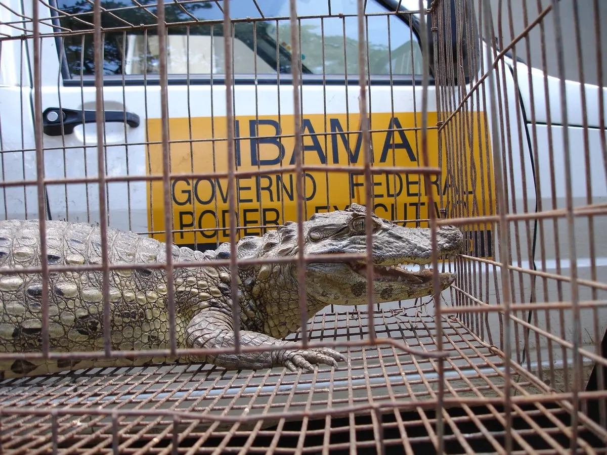 Jacaré na gaiola de transporte para soltura (Foto: Ibama)