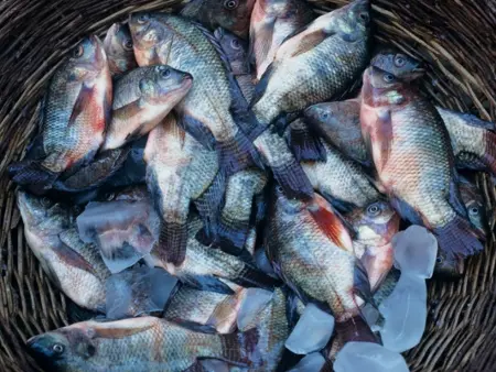 Ninguém conseguiu descobrir como os peixes foram parar no céu (Foto por Getty Images)