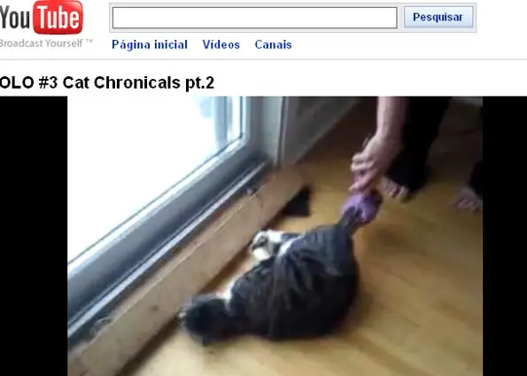 Reprodução do vídeo em que a gata Jasmine aparece sendo torturada. (Foto: Reprodução)