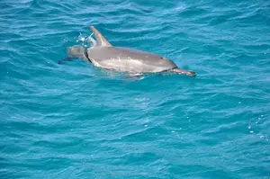 imagem de um golfinho em seu habitat