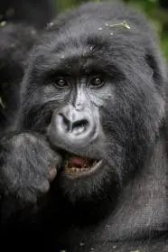 Gorila se alimenta na República Democrática do Congo (Foto: Reprodução/AFP)