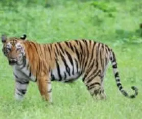 tigres ameaçados
