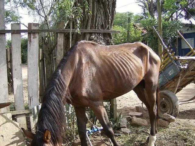 foto de um cavalo em situação grave de desnutrição