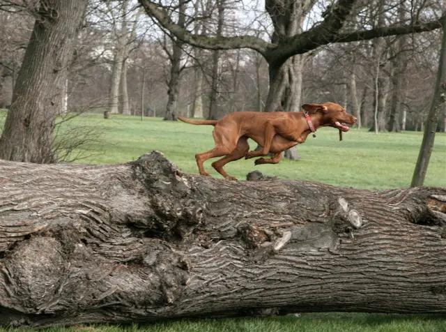 foto de um cachorro correndo ao ar livre