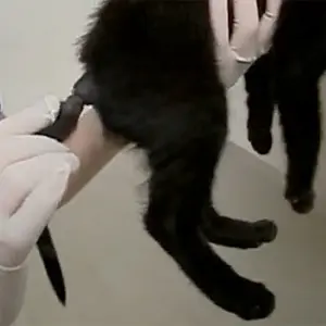 foto de um gatinho em tratamento veterinário por conta dos piercings
