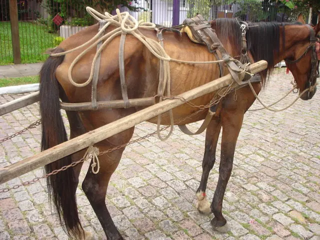 cavalo  puxando carroça, em situação de maus-tratos