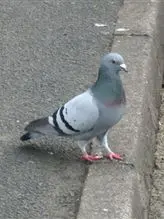 foto de um pombo na rua