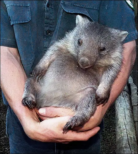 foto de um wombat