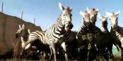foto de dezenas de zebras se refugiando