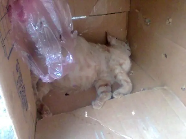 gato encontrado morto é jogado numa caixa
