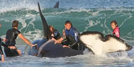 foto das baleias sendo resgatadas: imagem emociona