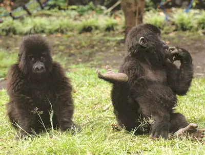 foto das gorilas Ndakasi e Ndeze