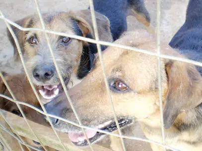 Abrigo provisório com cães vítimas de bandono e maus-tratos. (Foto: Reprodução/Rede Bom Dia)