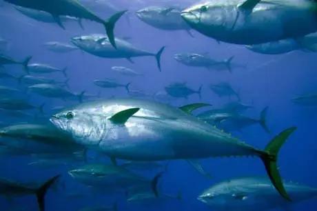 File photo of captive bluefin tuna inside a transport cage.