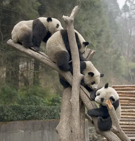 Bebês pandas se exercitam (Foto: Reprodução/Tree Hugger)