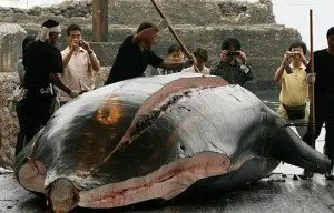 imagem de uma baleia sendo cortada após ter sido morta