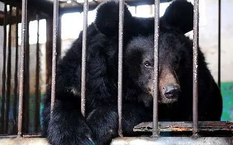 foto de um urso preso dentro de uma jaula