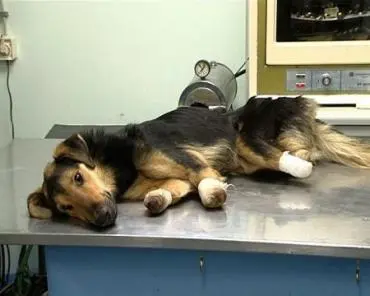 foto da cadela vítima de mutilação