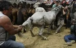 foto de um cavalo tendo seu rabo puxado e sofrendo maus-tratos durante rinha