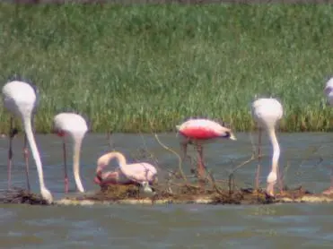 foto dos flamingos em seu habitat