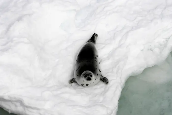 foto de uma foca em seu habitat