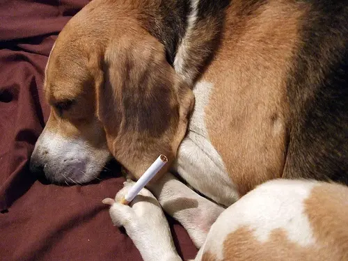 imagem ilustrativa ironizando o tabagismo com um cão segurando um cigarro entre as patas