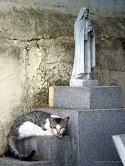 foto de um gato deitado ao lado de um tumulo