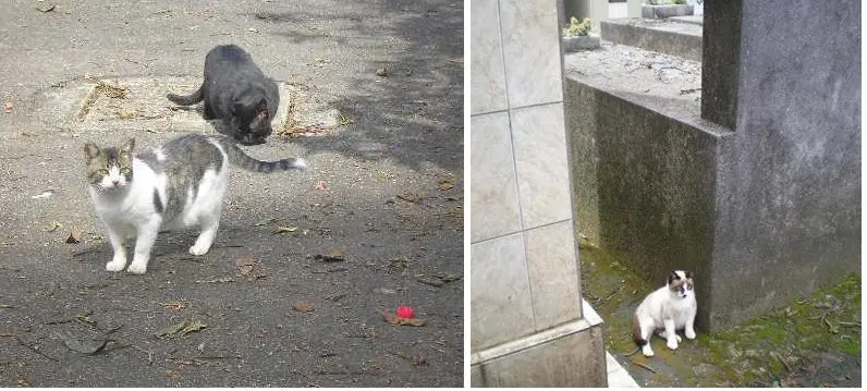 foto de alguns gatos que vivem no cemitério, entre os túmulos